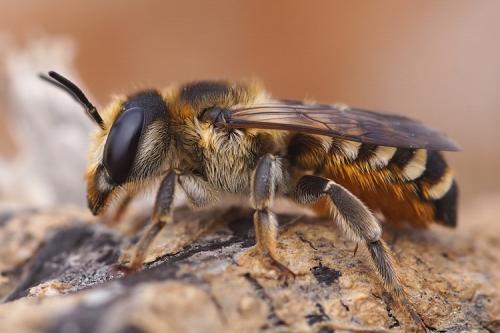 Réf. 270 206 : Megachile albisecta